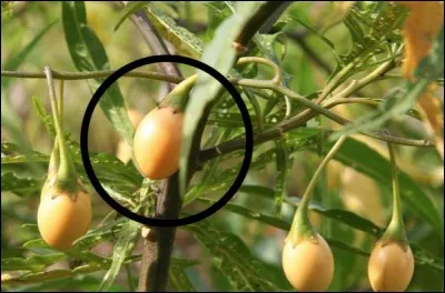 Quel est ce fruit ?