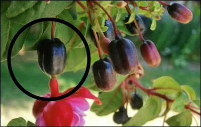 Quel est ce fruit ?