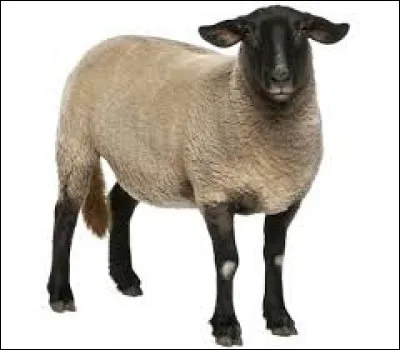 On dit que la brebis... (Il n'y a qu'une r&eacute;ponse possible.)