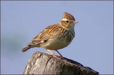 Que fait l'alouette ? (3 r&eacute;ponses possibles)