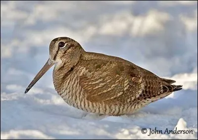 Que font la b&eacute;casse et la b&eacute;cassine ? (Il n'y a qu'une r&eacute;ponse possible.)