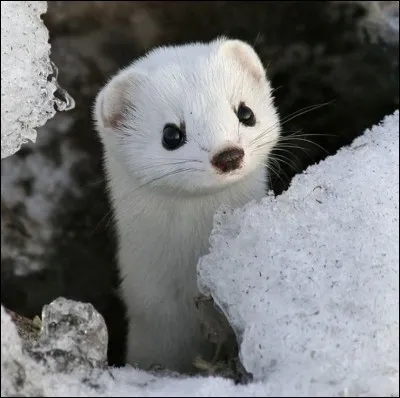 On dit que la belette... (Il n'y a qu'une r&eacute;ponse possible.)