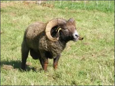 Que fait le b&eacute;lier ? (Il n'y a qu'une r&eacute;ponse possible.)