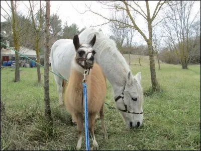 Que font le cheval et le lama ? (1 réponse possible)