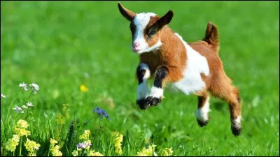 On dit que la chèvre... (2 réponses possibles)