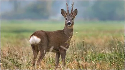 On dit que le chevreuil... (3 réponses possibles)