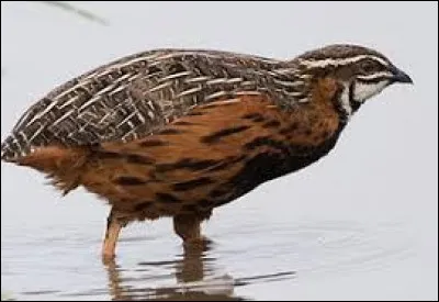 On dit que la caille... (3 réponses possibles)