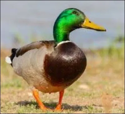 Le canard nasille-t-il ?