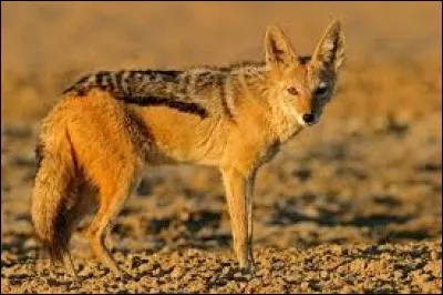 On dit que le chacal... (3 réponses possibles)