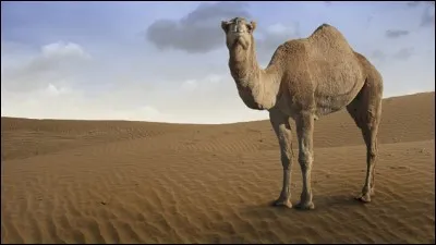 On dit que le chameau... (1 réponse possible)