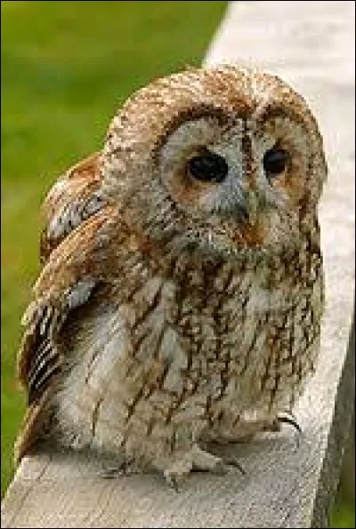 Le chat-huant (plus connu sur le nom de chouette-hulotte) fait ce que l'on appelle... (2 réponses possibles)