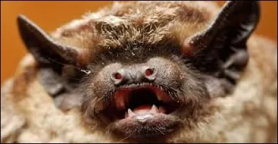 La chauve-souris : on dit qu'elle... (1 réponse possible)