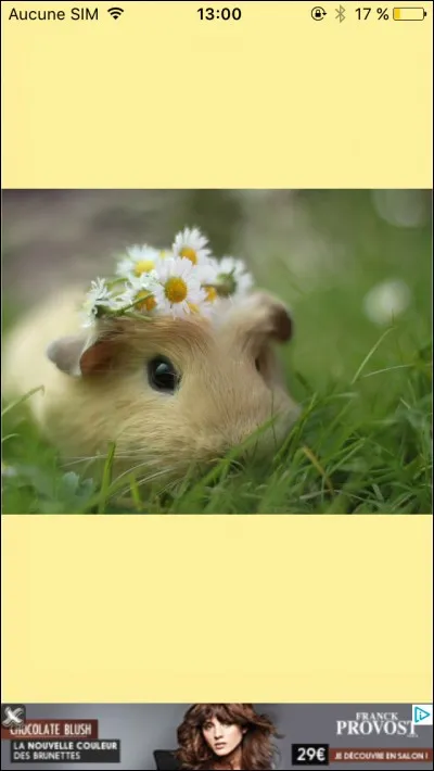 Quelle est la longévité moyenne d'un cochon d'Inde ?