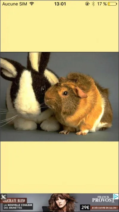 Quel aliment ne faut-il jamais donner à un cochon d'Inde ?