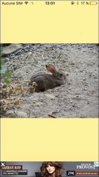 Comment appelle-t-on les petits du lapin ?