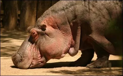 Est-ce que dans le fast food Hippopotamus nous pouvons nous servir dans un buffet ?