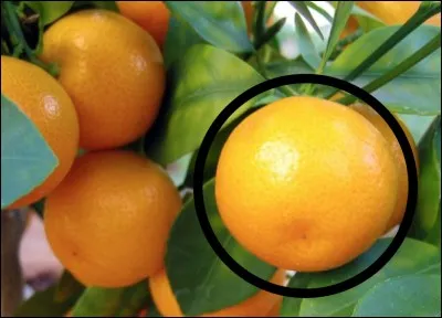 Quel est cet agrume ?