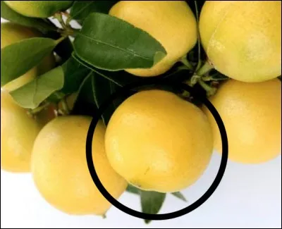 Quel est cet agrume ?