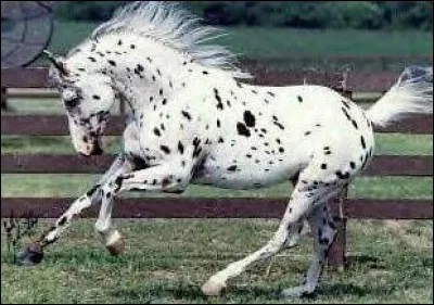 Quel est ce cheval tacheté ?