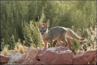 Le renard est carnivore.