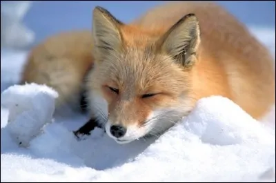 Le renard roux est une espèce menacée.
