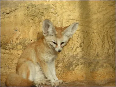 Le fennec est un renard...