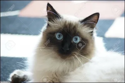 Quelle est cette race de chats ?