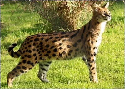 Quelle est cette race de chats ?