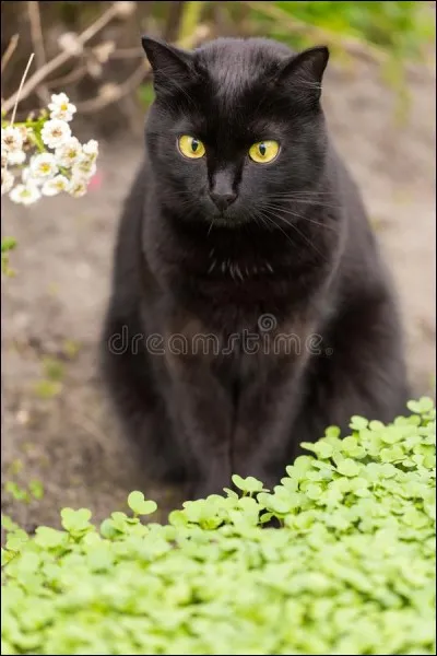 Quelle est cette race de chats ?