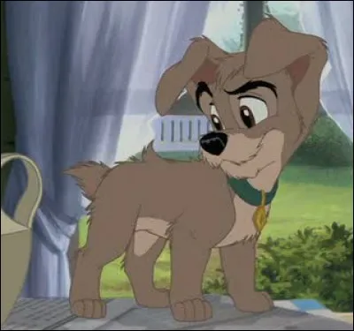 Combien de sur(s) a Scamp ?