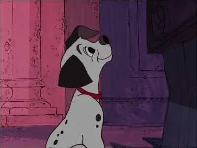 Quel dalmatien est captivé par la télévision ?