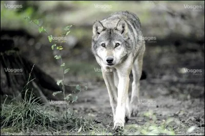 Les loups sont :