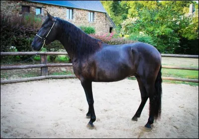 Quelle est la couleur de ce cheval ?