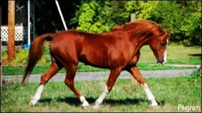 Quelle est la couleur de ce cheval ?