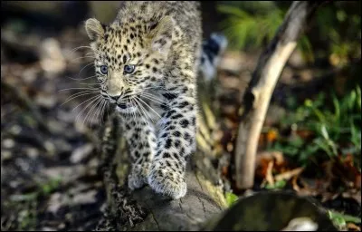 Cet animal est empaillé. Vrai ou faux ?