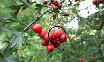 Quel est ce fruit sauvage ?