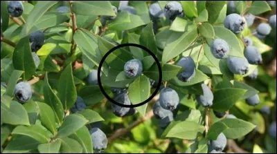 Quel est ce fruit sauvage ?