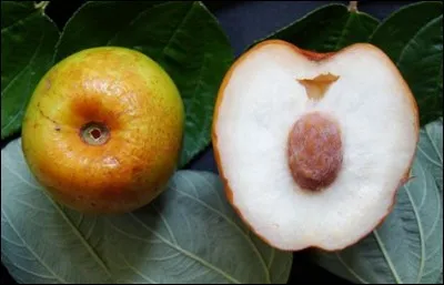 Quel est ce fruit sauvage ?
