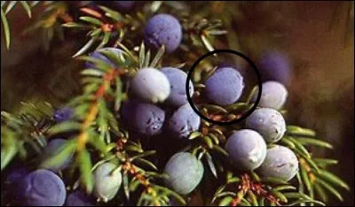 Quel est ce fruit sauvage ?