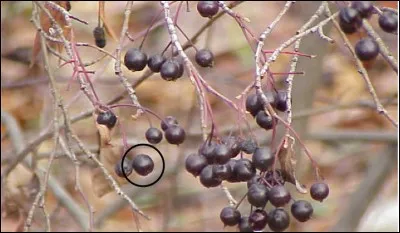 Quel est ce fruit sauvage ?