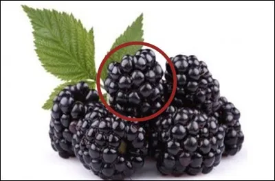 Quel est ce fruit sauvage ?