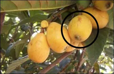 Quel est ce fruit sauvage ?