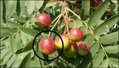 Quel est ce fruit sauvage ?