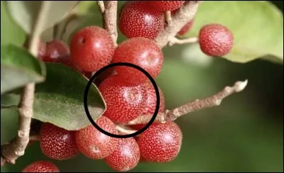 Quel est ce fruit sauvage ?