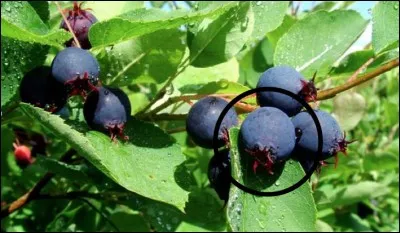 Quel est ce fruit sauvage ?
