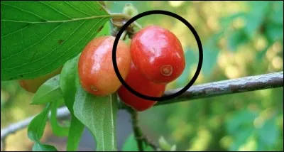 Quel est ce fruit sauvage ?