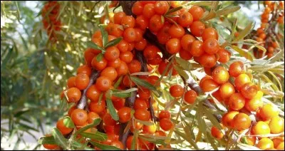 Quels sont ces fruits sauvages ?