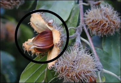 Quel est ce fruit sauvage ?