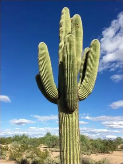 Dans quel État est situé la ville de 'Cactus' ?