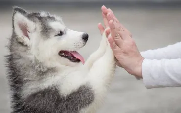 Quiz Animaux